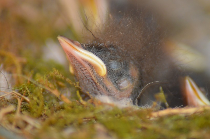 毛绒绒的雏鸟图片(11张)