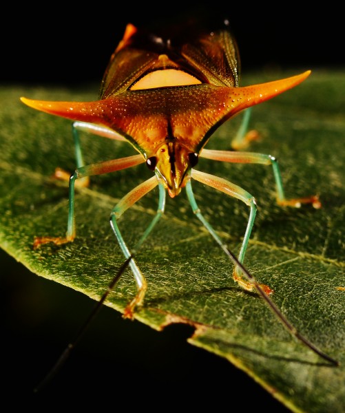 臭气专家椿象昆虫图片(9张)
