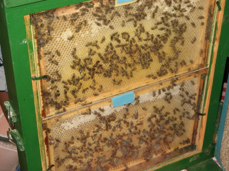 蜜蜂和蜂巢图片(18张)