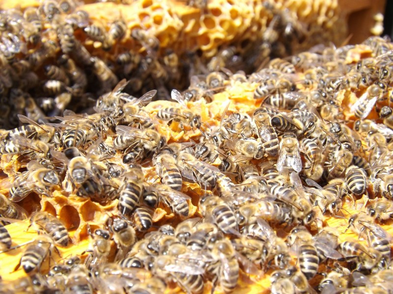蜜蜂和蜂巢图片(18张)