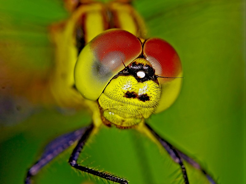 微距昆虫的复眼图片(8张)