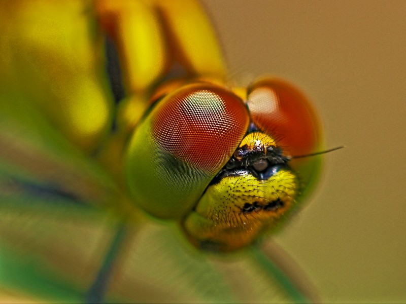 微距昆虫的复眼图片(8张)