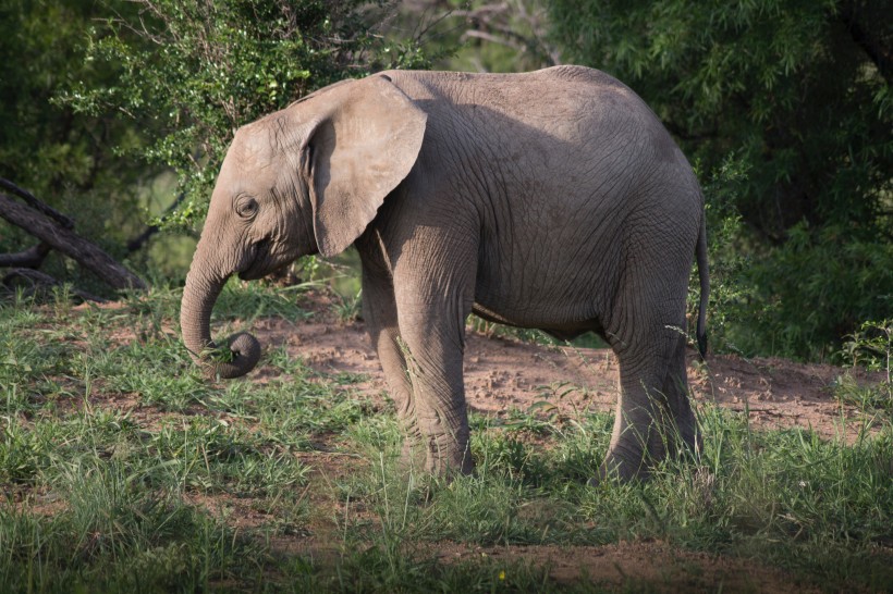 丛林中的大象图片(14张)