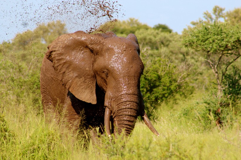 丛林中的大象图片(14张)