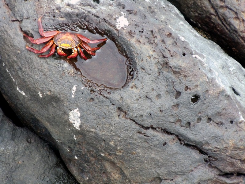 螃蟹图片(16张)
