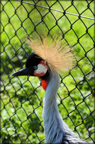 西非冠鹤鸟类图片(9张)