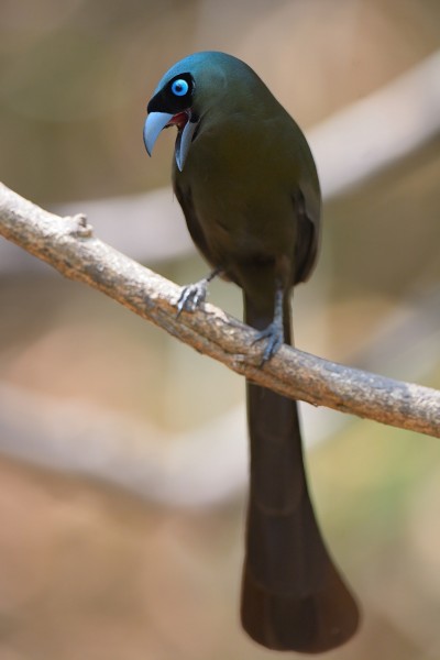 盘尾树鹊鸟类图片(6张)