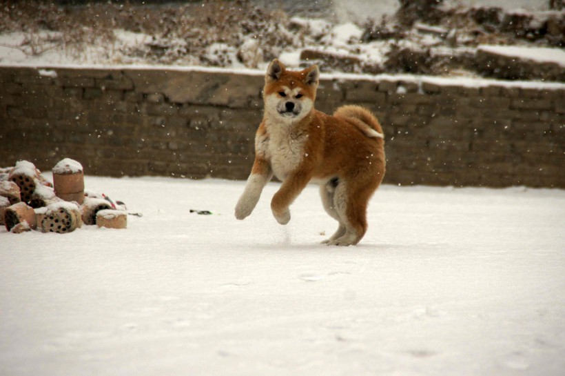 秋田犬图片(22张)