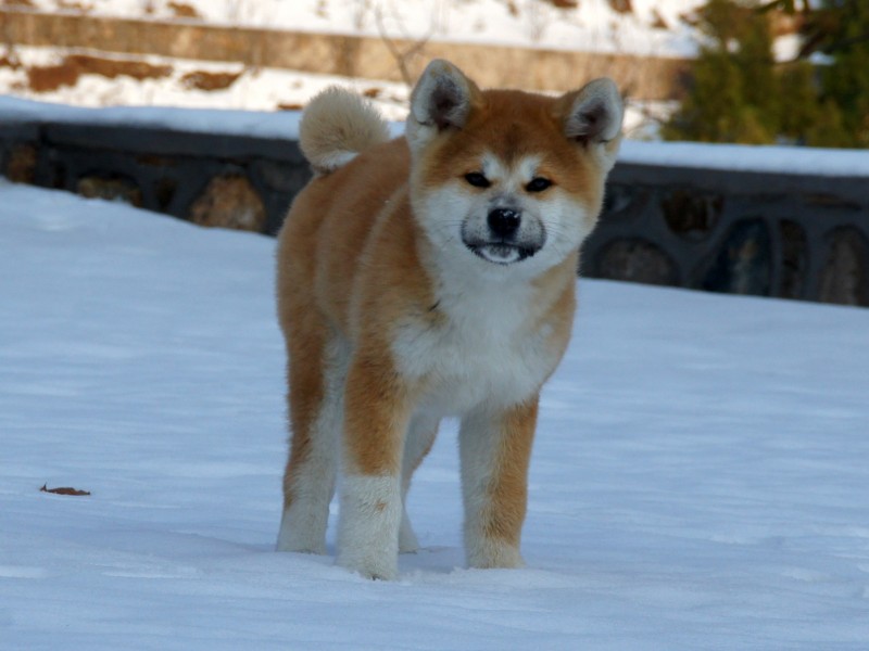 秋田犬图片(22张)