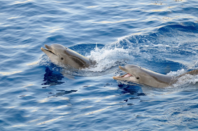 大海中海豚图片(9张)