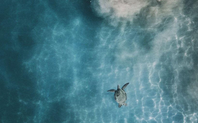 大海里的海龟图片(12张)