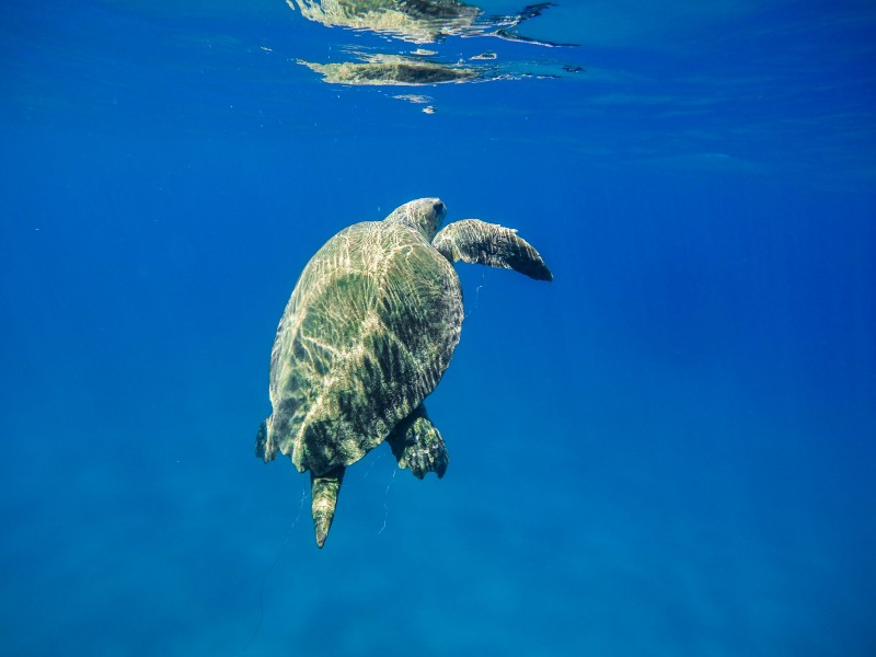 大海里的海龟图片(12张)