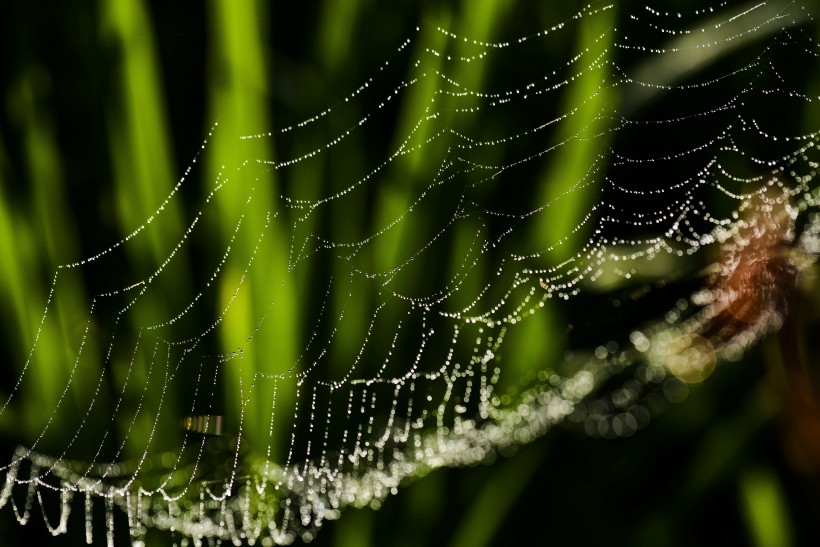 带露珠的蜘蛛网图片(9张)
