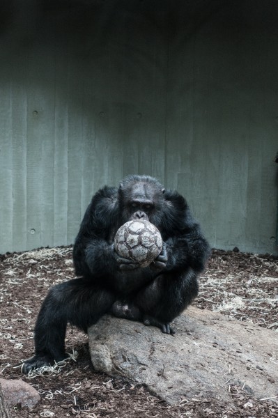 呆萌的大猩猩图片(11张)