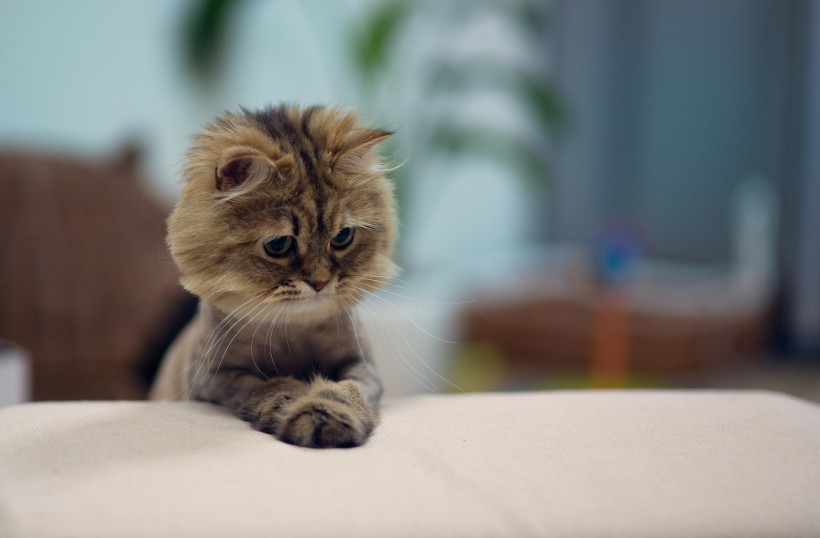 Ben Torode：可爱小猫黛西图片(15张)