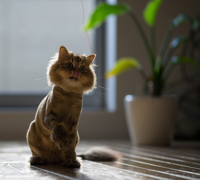 Ben Torode：可爱小猫黛西图片(15张)