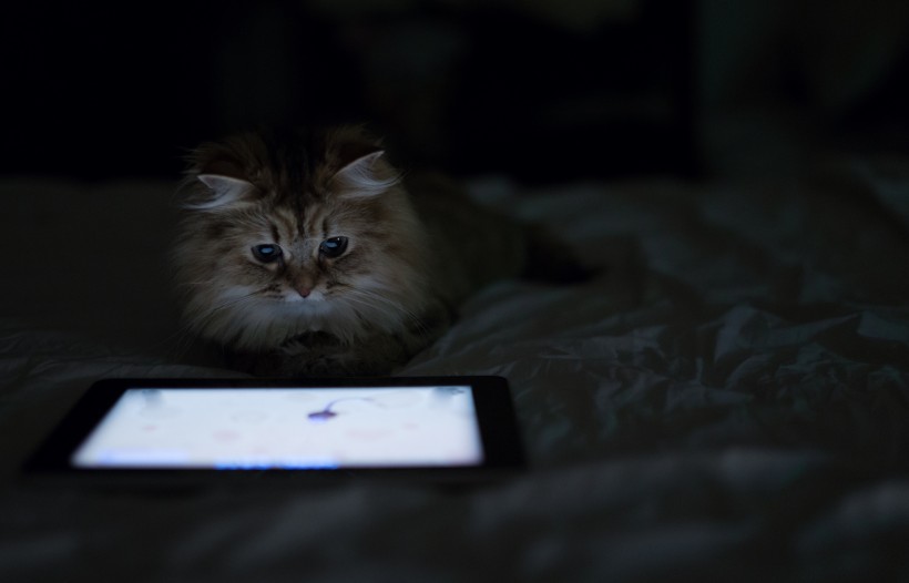 Ben Torode：可爱小猫黛西图片(15张)