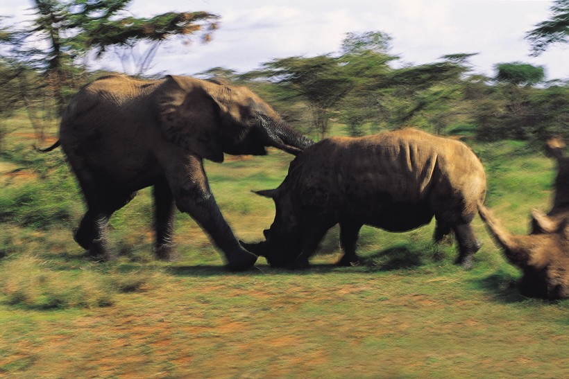 打架的大象图片(4张)