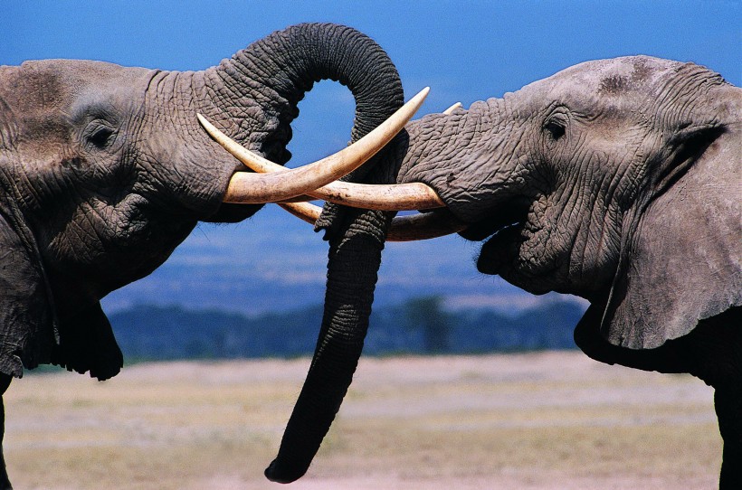 打架的大象图片(4张)