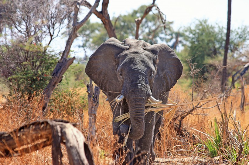 非洲草原上散步的大象图片(8张)