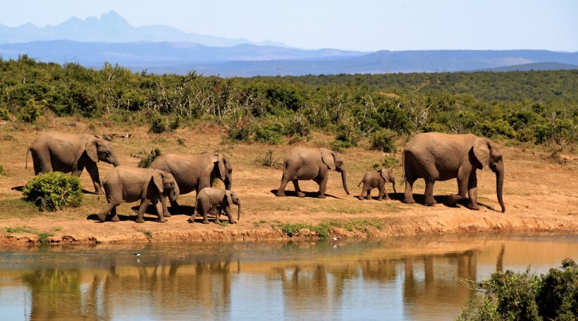 非洲草原上散步的大象图片(8张)