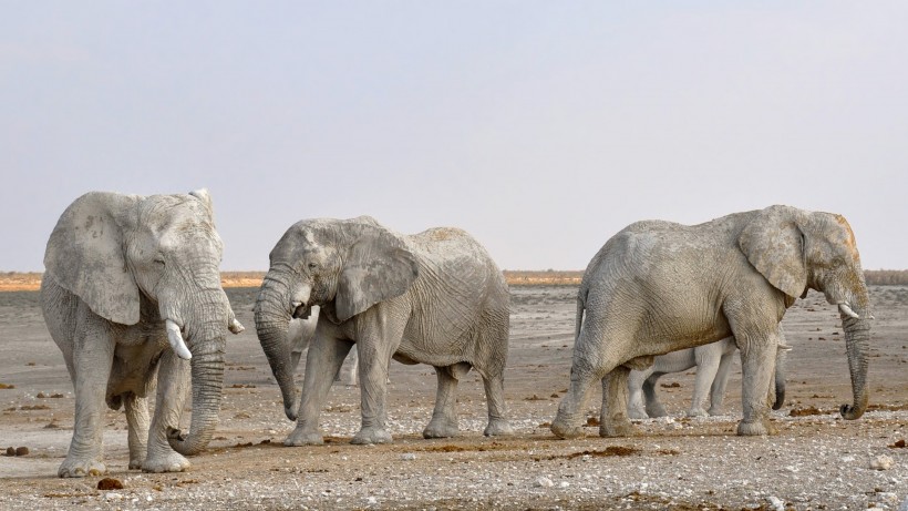成群结队的大象图片(13张)