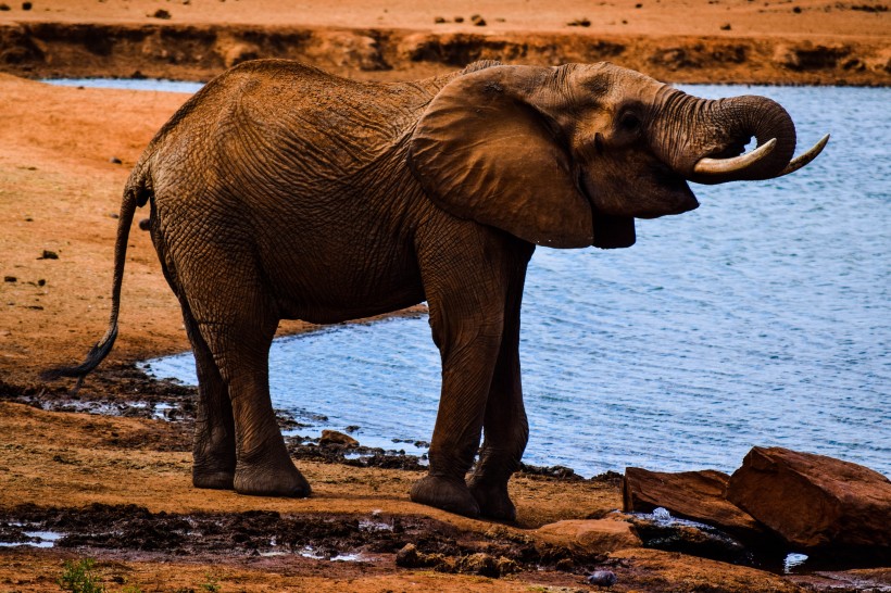 身形巨大的野生大象图片(9张)