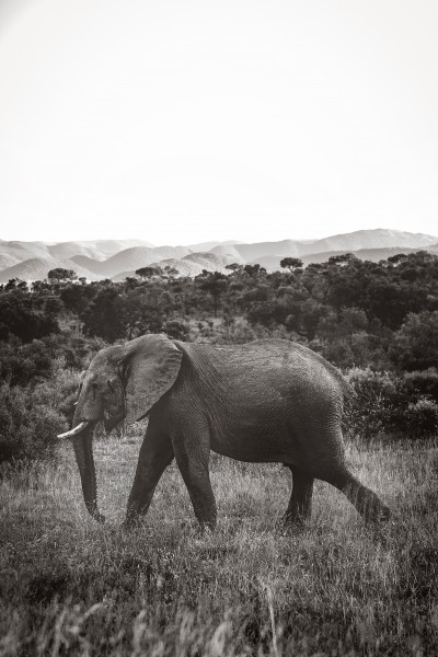 身形巨大的野生大象图片(9张)