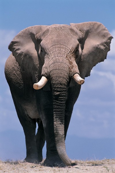 正面大象图片(8张)