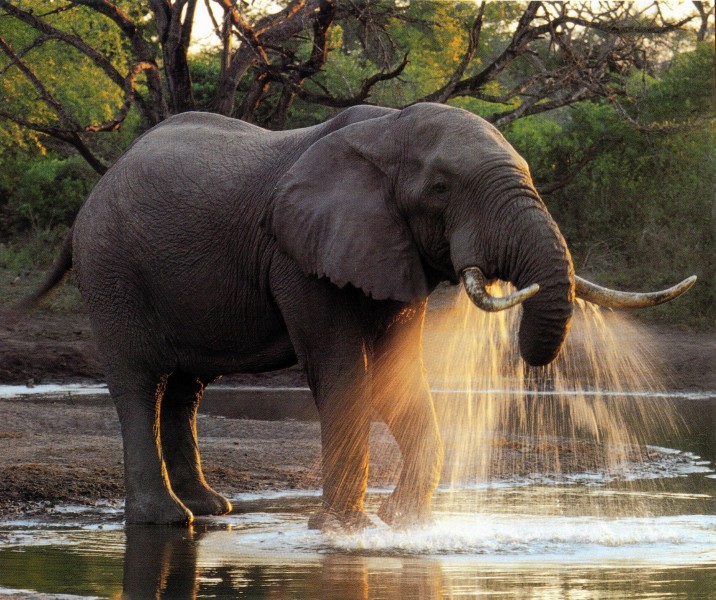 大象嬉水图片(10张)