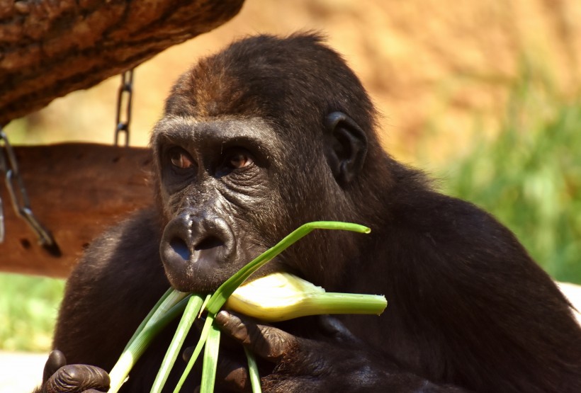 粗壮的大猩猩图片(12张)