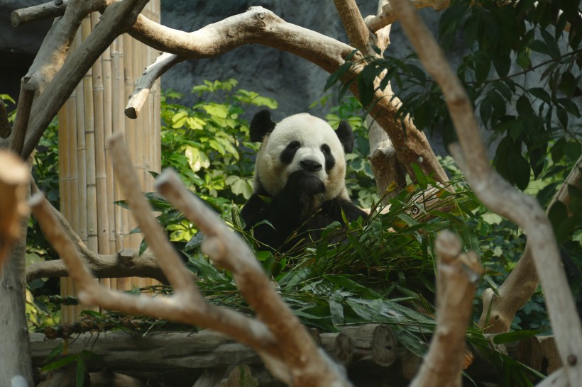 国宝大熊猫图片(13张)