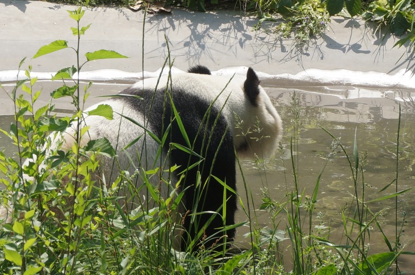 国宝大熊猫图片(13张)