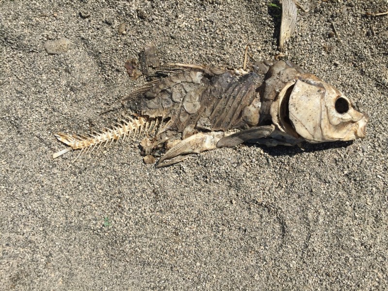 一条躺在沙滩上的被风干的死鱼图片(6张)