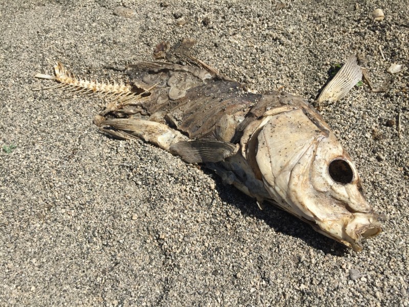 一条躺在沙滩上的被风干的死鱼图片(6张)