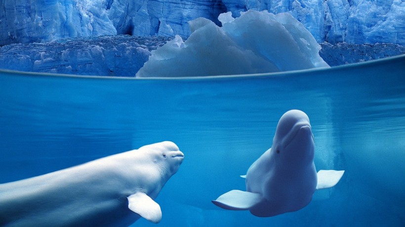 可爱的白鲸图片(9张)