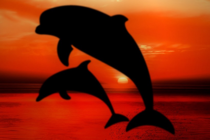可爱海豚图片(8张)
