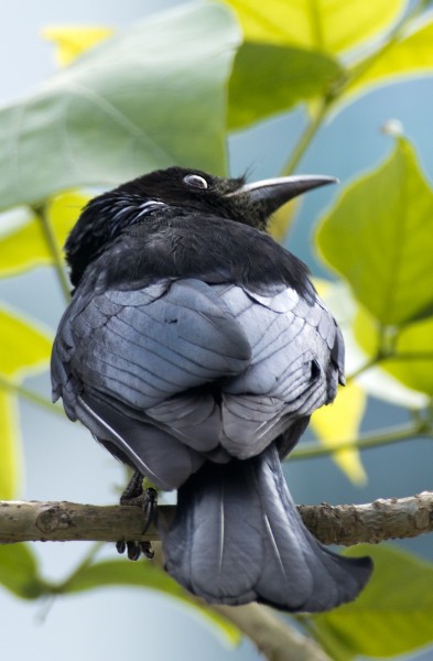 黑卷尾鸟类图片(8张)