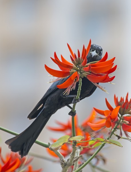 黑卷尾鸟类图片(8张)