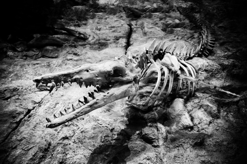 恐龙模型和恐龙化石图片(12张)