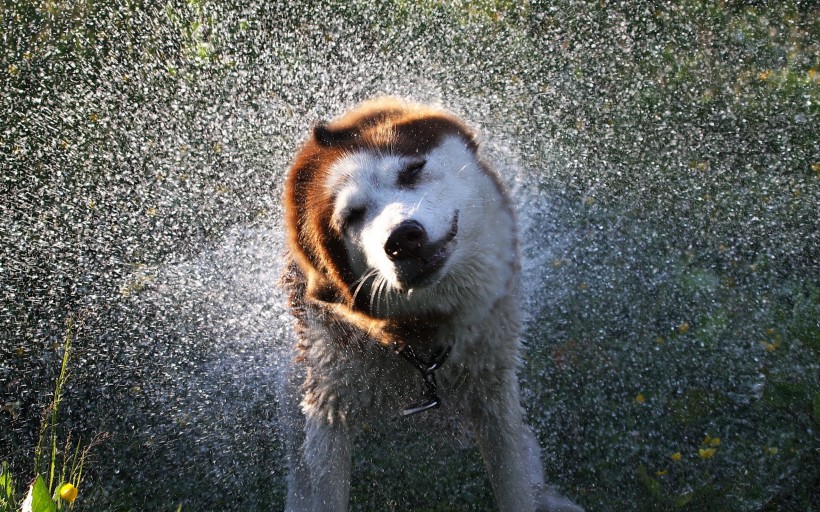 水中嬉戏的狗狗图片(10张)