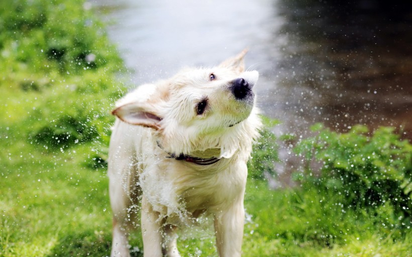 水中嬉戏的狗狗图片(10张)