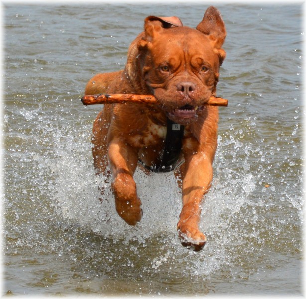 正在水中玩耍的波尔多犬图片(18张)