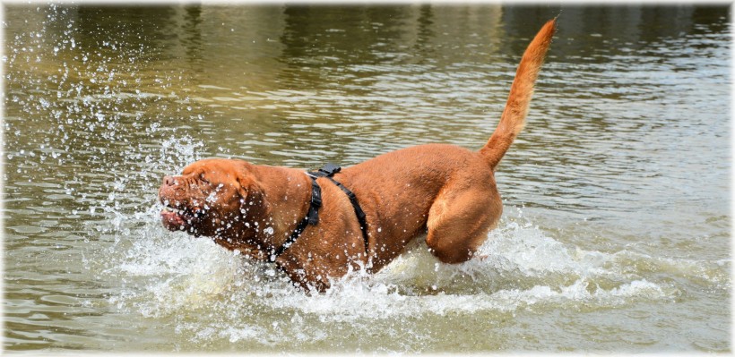 正在水中玩耍的波尔多犬图片(18张)