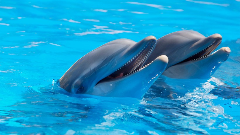 可爱的海豚图片(11张)