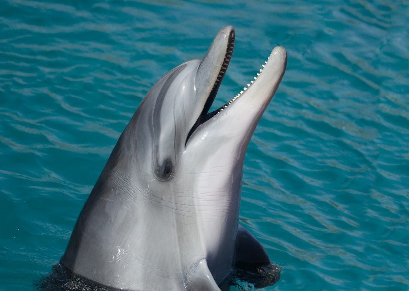 可爱的海豚图片(11张)
