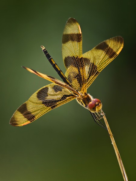 柔光下的蜻蜓图片(7张)