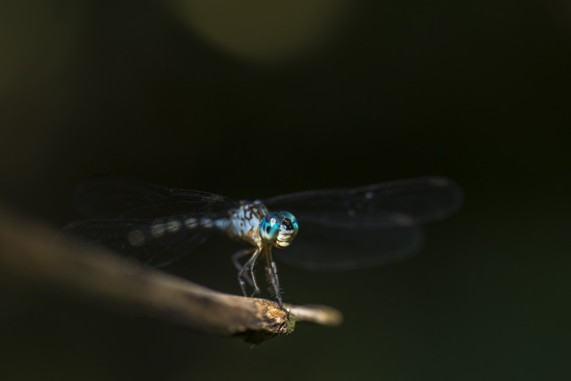 美丽的蜻蜓图片(10张)