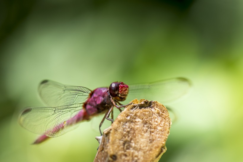 荷塘蜻蜓图片(6张)