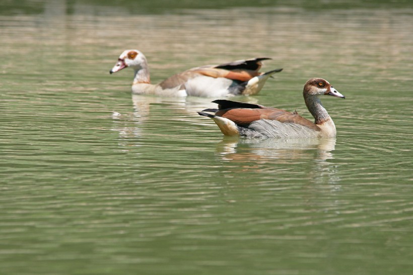 水塘里游泳的鸭子图片(14张)